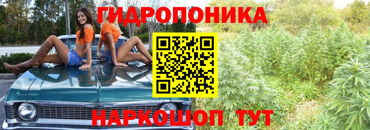 Бошки марихуана гибрид  МАРИХУАНА планчик  Людиново  Каннабис OG Kush  Вход с VPN 